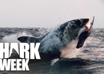 Air Jaws Red White and Breach Explained: Decoding the Great American Breach for Shark Week 2026