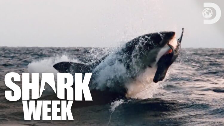 Air Jaws Red White and Breach Explained: Decoding the Great American Breach for Shark Week 2026