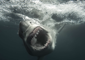 Bull Shark Dinner Bell Explained: Inside the Science of Shark Week 2026