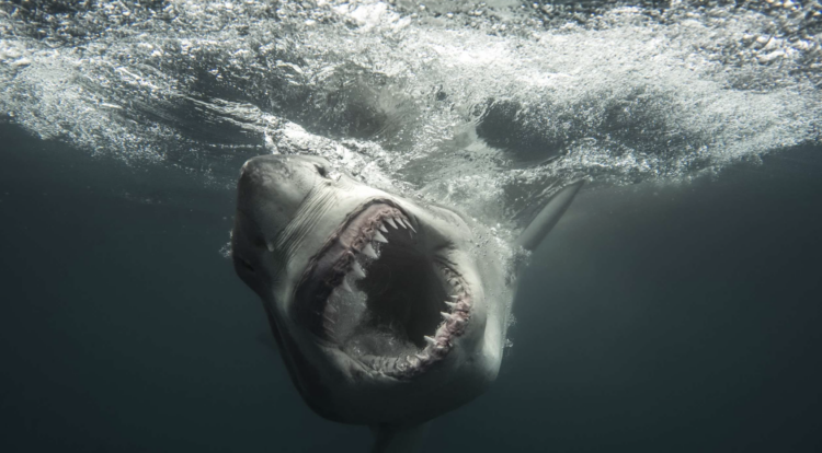 Bull Shark Dinner Bell Explained: Inside the Science of Shark Week 2026