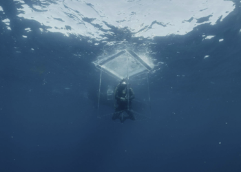 Biggest Mako on Earth Explained: Is the 20-Foot Giant Real?