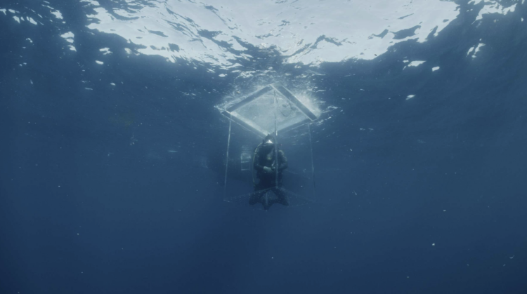 Biggest Mako on Earth Explained: Is the 20-Foot Giant Real?