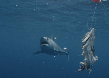Great White Highway Explained: The Science Behind the East Coast Shark Migration Superhighway