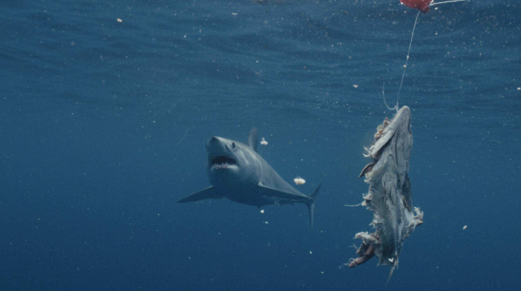 Great White Highway Explained: The Science Behind the East Coast Shark Migration Superhighway