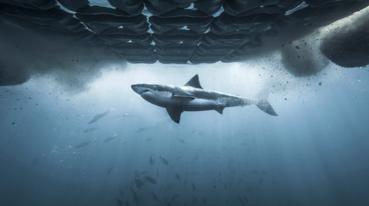 K-Pop Shark Heroes Explained: Inside the Viral Discovery Shark Week 2026 Special