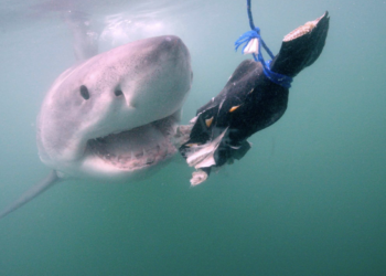 Best Shark Week 2026 Episodes Ranked: Your Guide to the Biggest Discovery Premieres