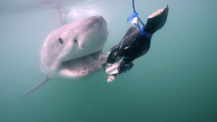 Best Shark Week 2026 Episodes Ranked: Your Guide to the Biggest Discovery Premieres