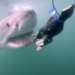 Best Shark Week 2026 Episodes Ranked: Your Guide to the Biggest Discovery Premieres
