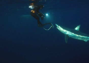 Sharkzilla Takes New York: The Truth Behind the Viral Shark Week 2026 Episode