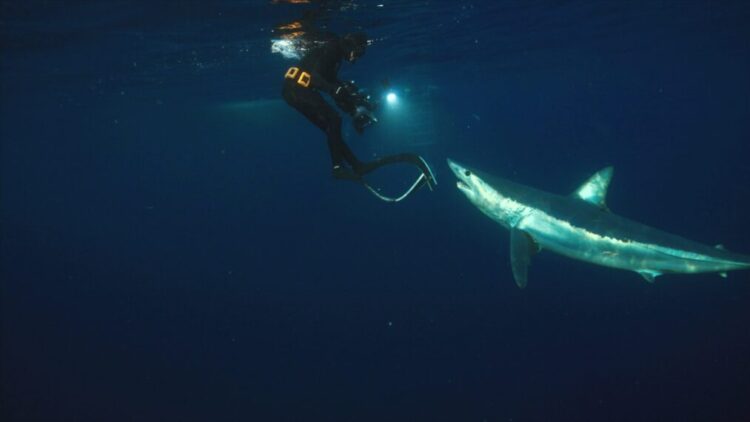 Sharkzilla Takes New York: The Truth Behind the Viral Shark Week 2026 Episode