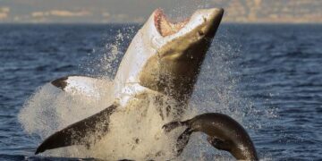 Beyond the Great White: Alien Sharks Untamed America Explains the Ocean's Most Bizarre Predators